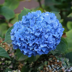 30 - Stem Pink & Blue Hydrangea Basket – Timeless Luxury by Rawadat Alward - Rawadat Alward