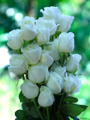 50 Mixed Roses Bouquet β Red, Pink, White & Yellow Elegance by Rawadat alward - Rawadat Alward