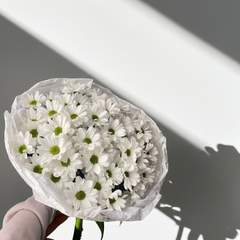Fresh White Chrysanthemums in Elegant Wrapping