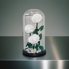 Preserved White Roses in Glass Dome