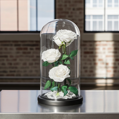 Preserved White Roses in Glass Dome