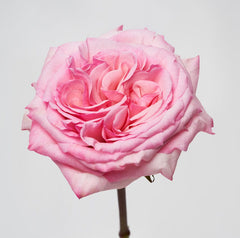 Blush & Ivory Ohara white and pink Rose Bouquet - Rawadat Alward