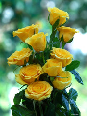 Bright Yellow & White Floral Arrangement - Rawadat Alward