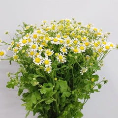 Bright Yellow & White Floral Arrangement - Rawadat Alward