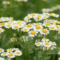 Chamomile Bliss Bouquet 🌼 - Rawadat Alward