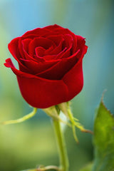 Luxury Red Roses Box Collection - Rawadat Alward