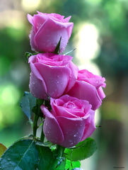 Premium pink and white roses bouquet - Rawadat Alward