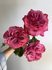 Romance in Bloom - Rawadat Alward