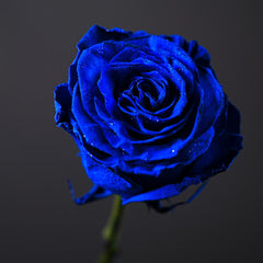 Royal Blue Rose Bouquet - Rawadat Alward