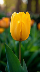 Yellow Tulips bouquet 30 stem - Rawadat Alward