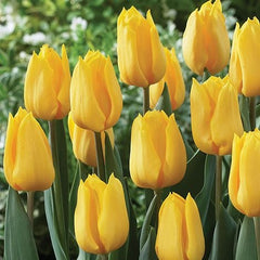 Yellow Tulips bouquet 30 stem - Rawadat Alward