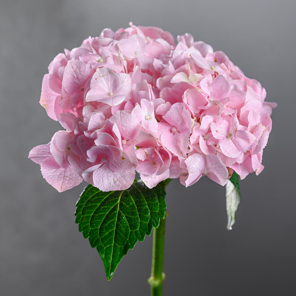 15 - Stem Pink & White Hydrangea Bouquet – Elegant Simplicity by Rawadat Alward - Rawadat Alward