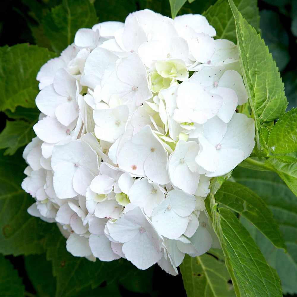 15 - Stem Pink & White Hydrangea Bouquet – Elegant Simplicity by Rawadat Alward - Rawadat Alward