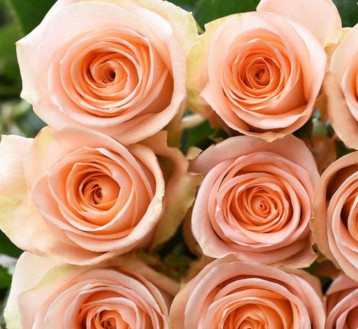 200 Peach Roses Bouquet – Grandeur & Grace by Rawadat Alward - Rawadat Alward
