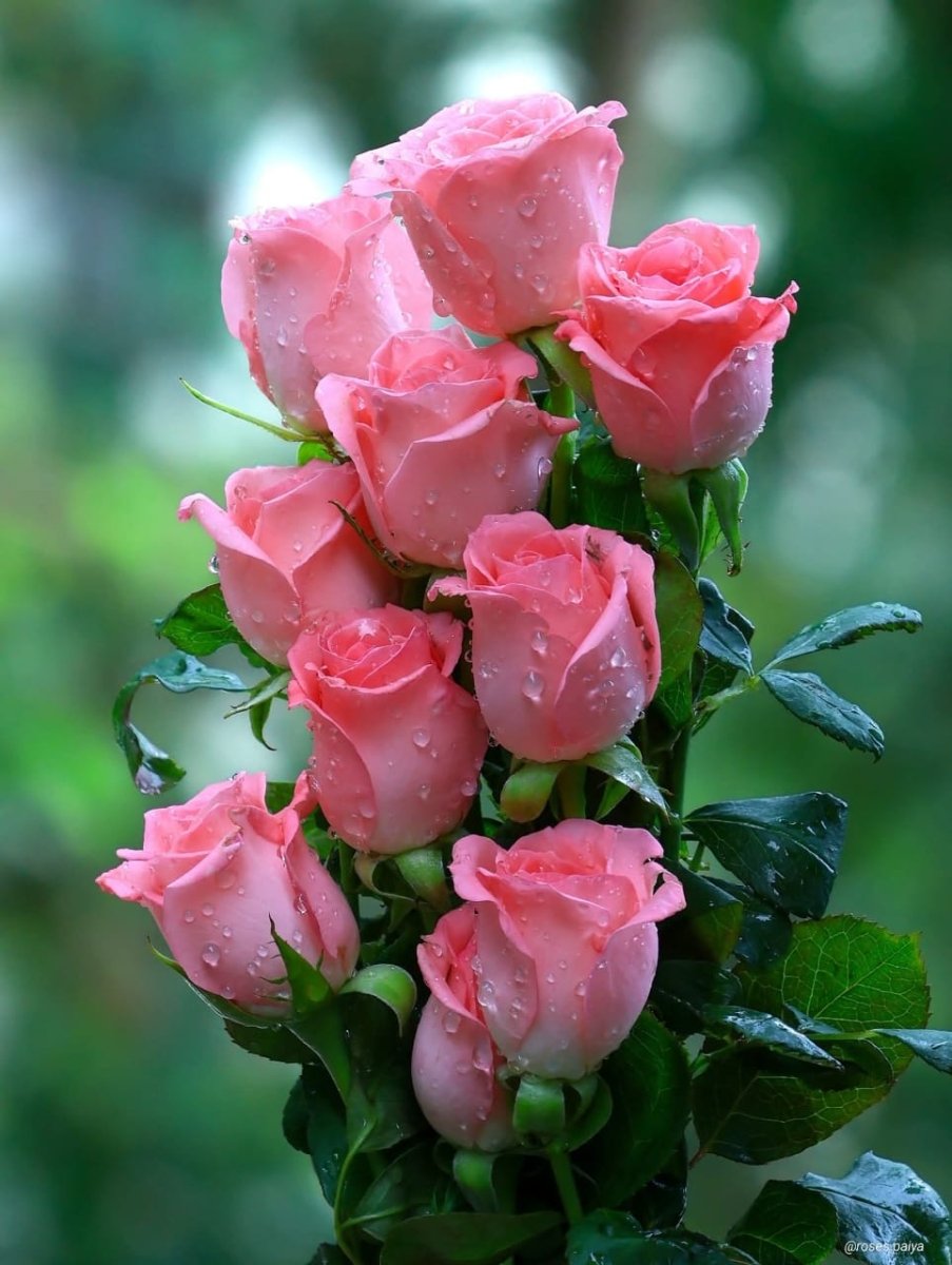 50 Soft Pink Roses Bouquet – Elegant Charm by Rawadat Alward - Rawadat Alward