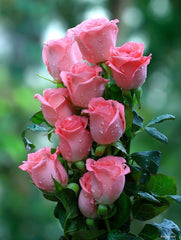 50 Soft Pink Roses Bouquet – Elegant Charm by Rawadat Alward - Rawadat Alward