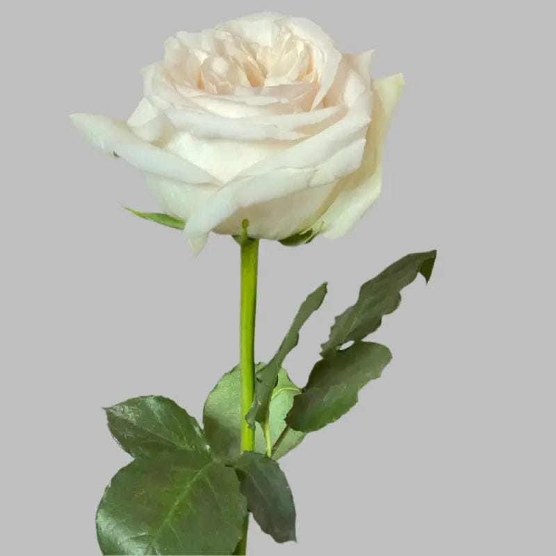 Blush & Ivory Ohara white and pink Rose Bouquet - Rawadat Alward