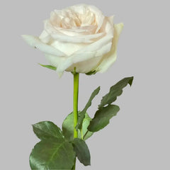 Blush & Ivory Ohara white and pink Rose Bouquet - Rawadat Alward