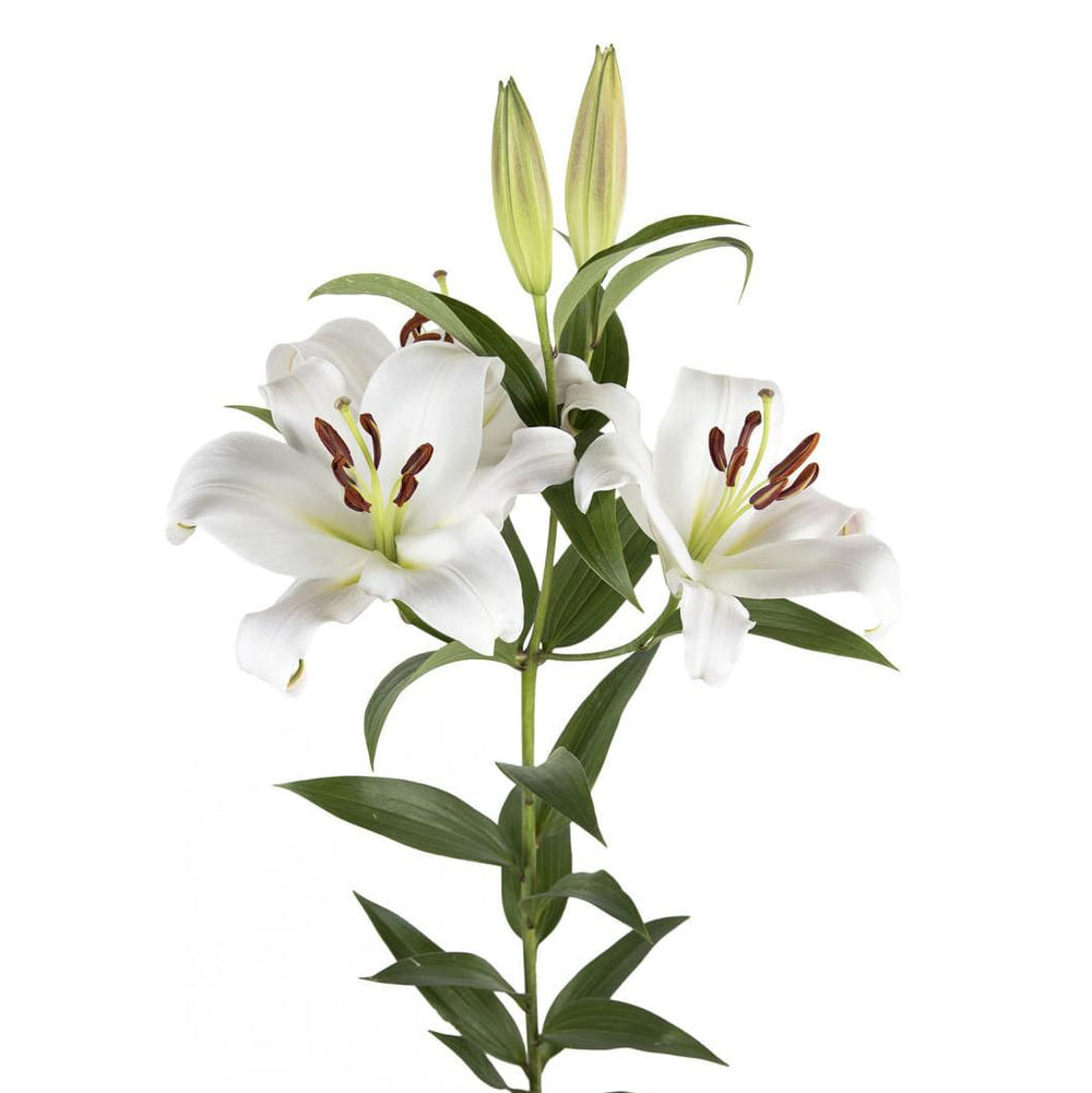 Bright Yellow & White Floral Arrangement - Rawadat Alward