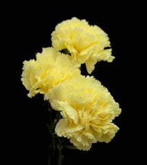 Bright Yellow & White Floral Arrangement - Rawadat Alward