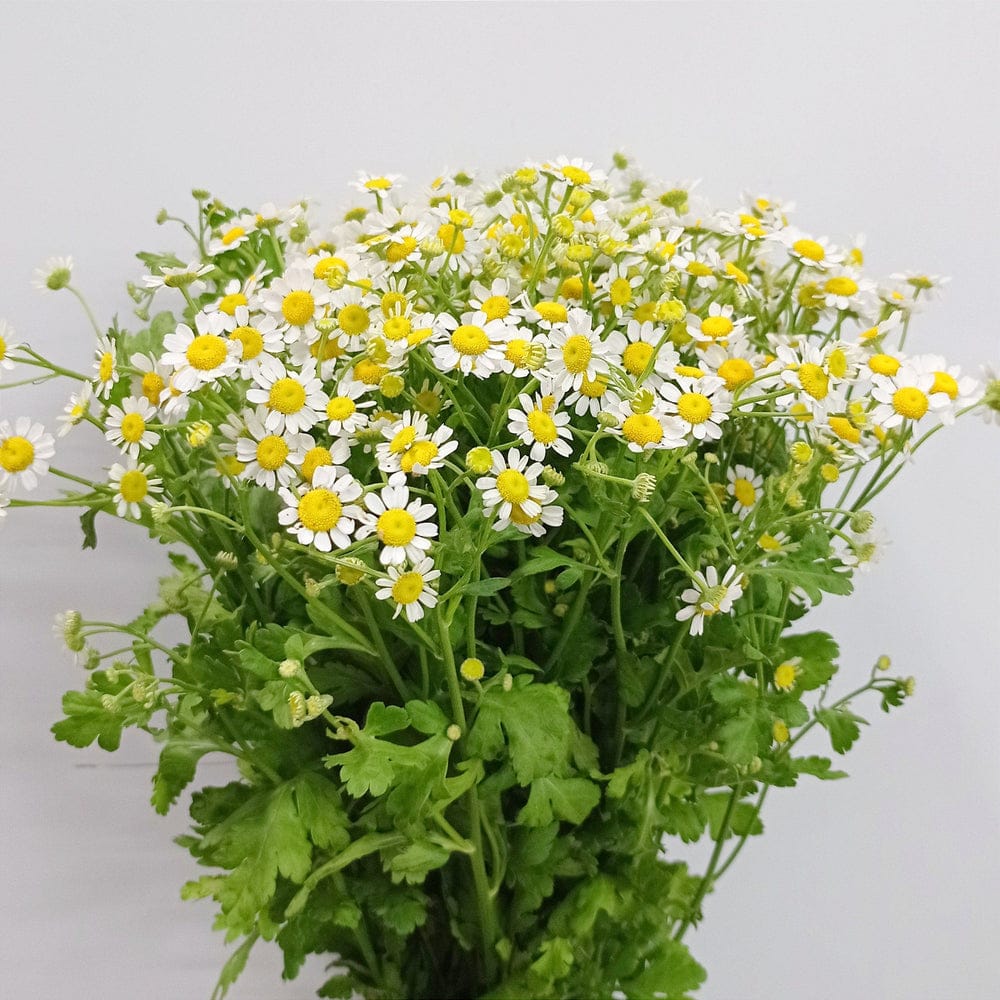 Bright Yellow & White Floral Arrangement - Rawadat Alward