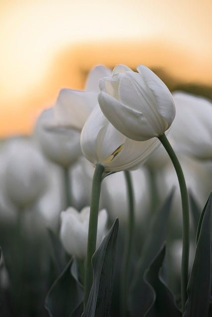Bright Yellow & White Floral Arrangement - Rawadat Alward