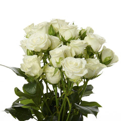White spray Rose Luxury Bouquet