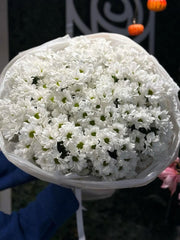Fresh White Chrysanthemums in Elegant Wrapping - Rawadat Al Ward