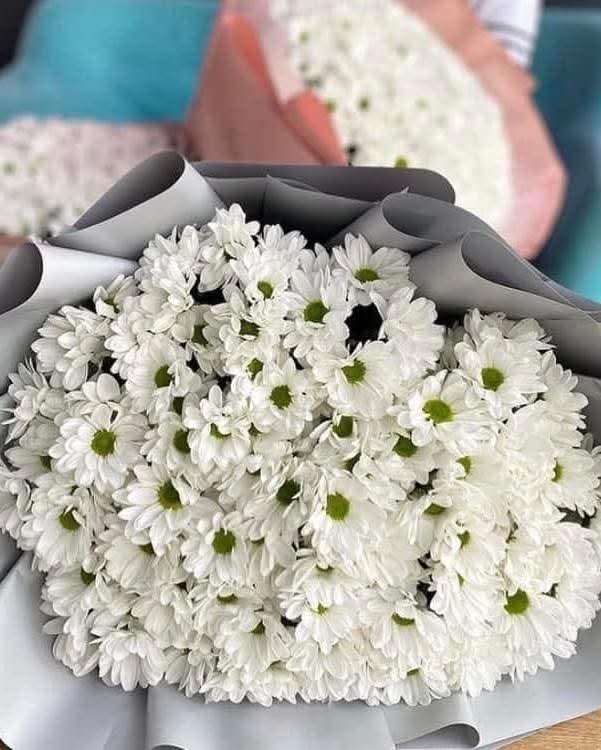 Fresh White Chrysanthemums in Elegant Wrapping - Rawadat Al Ward
