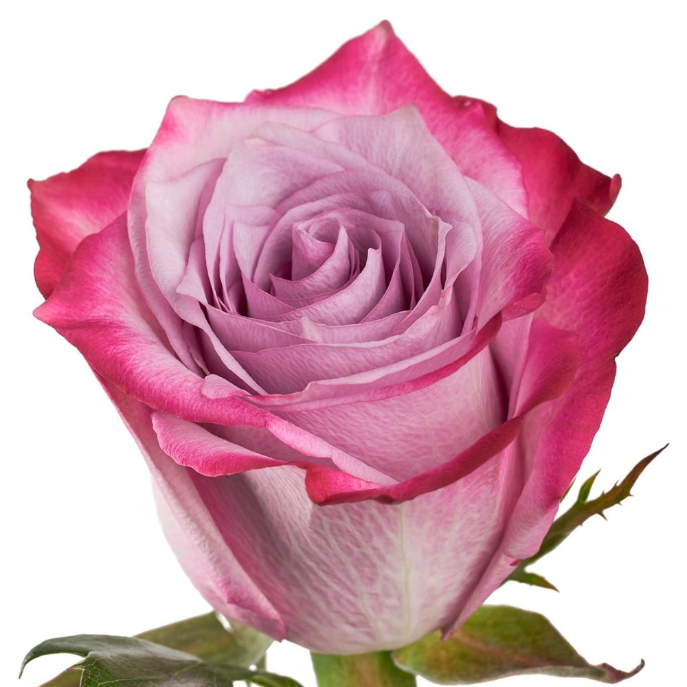 Luxury Purple Rose Bouquet - Rawadat Al Ward