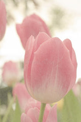 Pink & White Tulip Bouquet - Rawadat Alward
