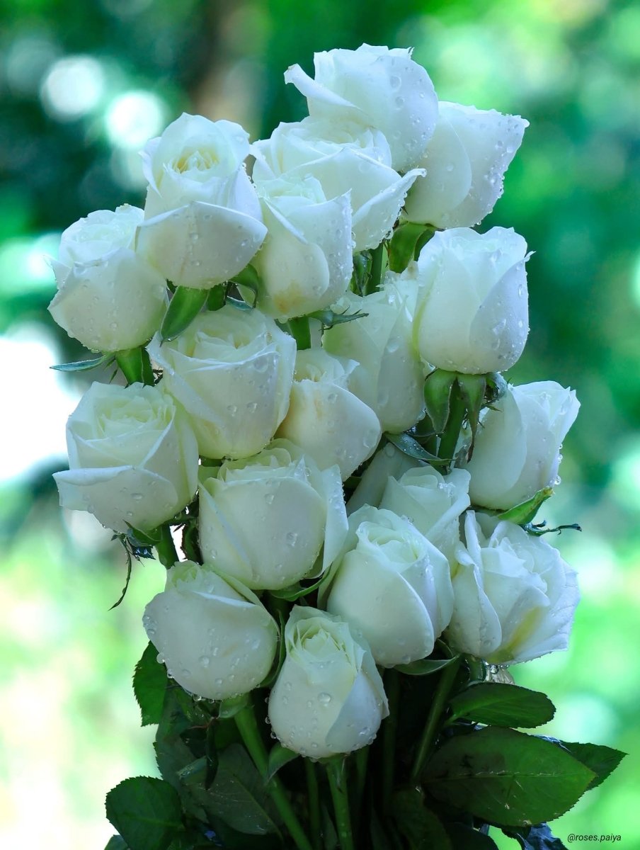 Premium pink and white roses bouquet - Rawadat Alward