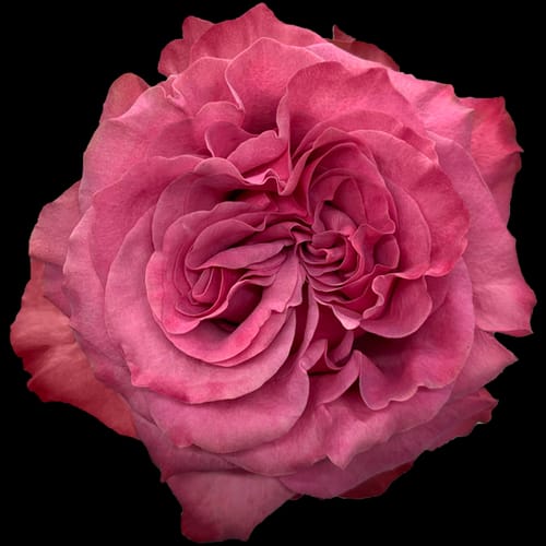 Romance in Bloom - Rawadat Alward