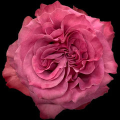 Romance in Bloom - Rawadat Alward