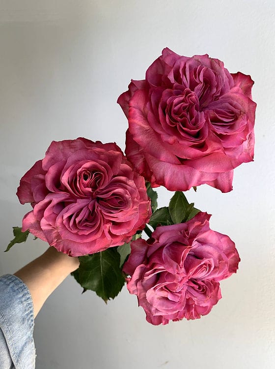 Romance in Bloom - Rawadat Alward