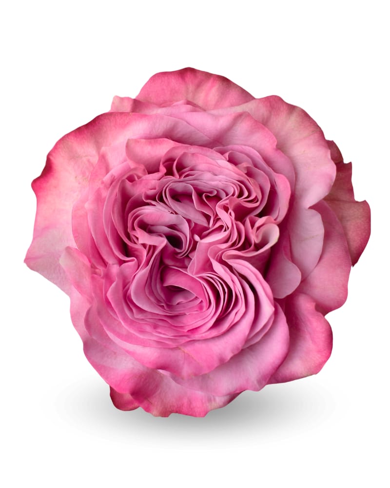 Romance in Bloom - Rawadat Alward