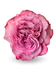 Romance in Bloom - Rawadat Alward