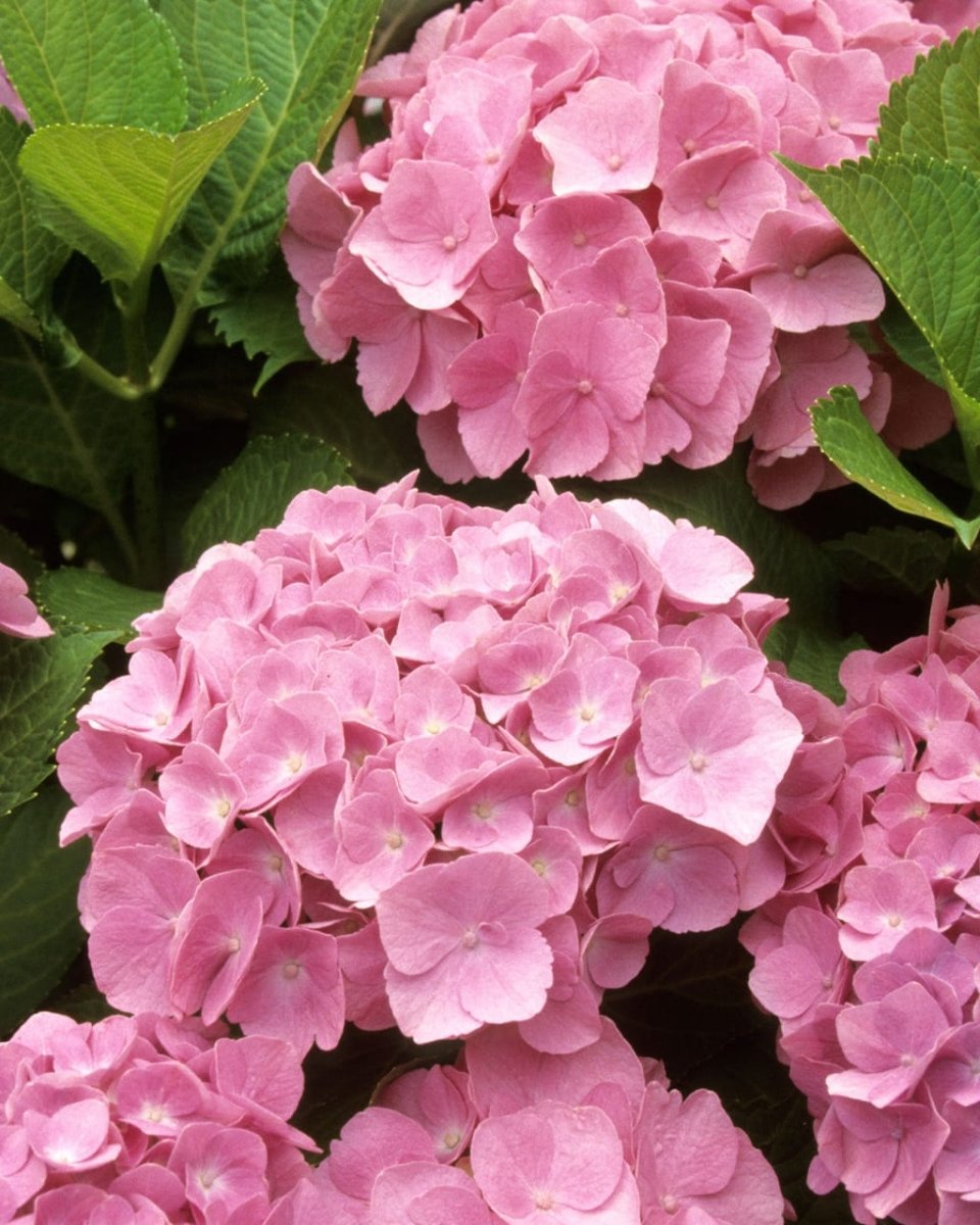 Romance in Bloom - Rawadat Alward