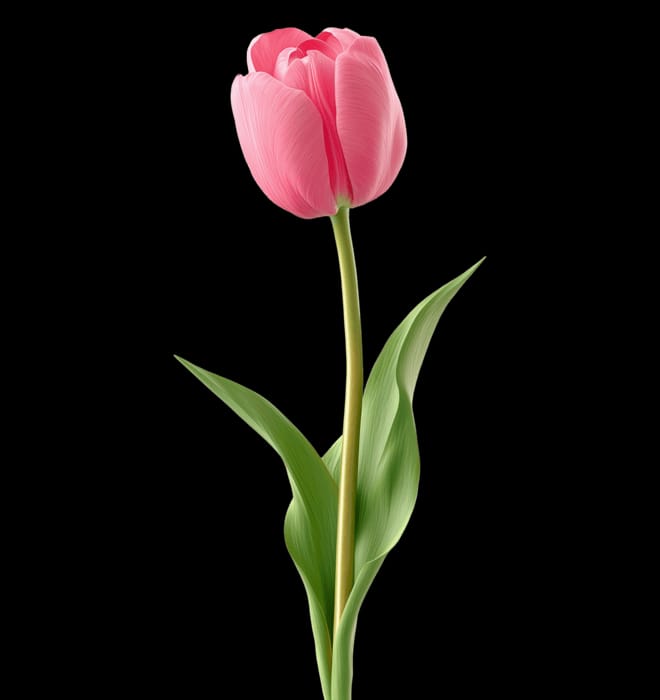 Romance in Bloom - Rawadat Alward