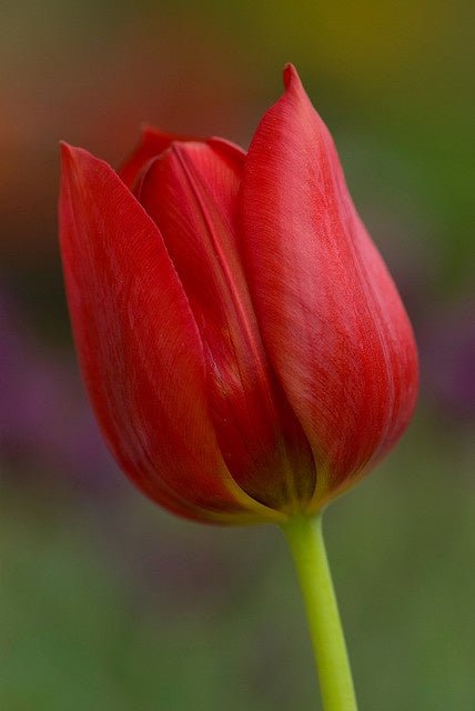 Romance in Bloom - Rawadat Alward