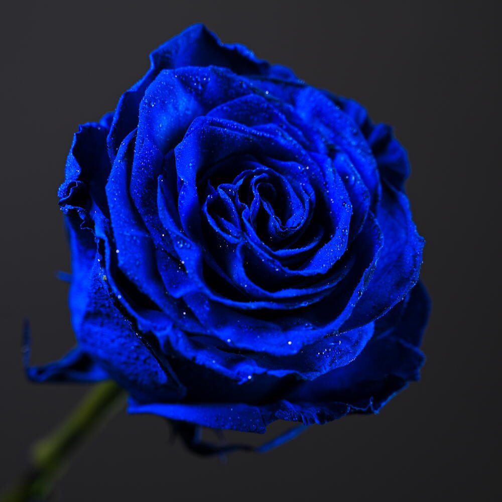 Royal Blue Rose Bouquet - Rawadat Alward