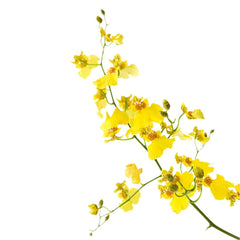 Sunny Yellow Rose Bouquet - Rawadat Alward